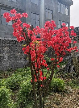 映山红夏天落叶，是病了吗