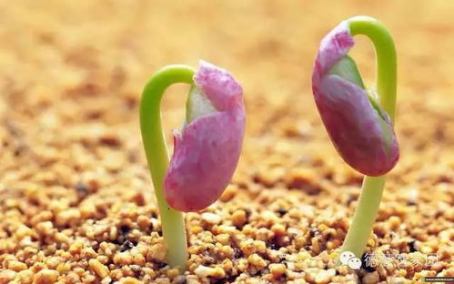 秋播蕞好， 种子不发芽试试这些方法