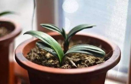 松针和果皮混合发酵