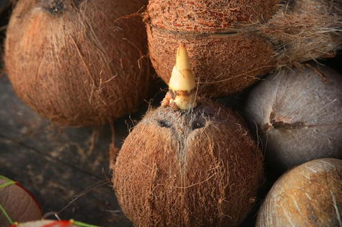 第一步：挑选好的椰子种子