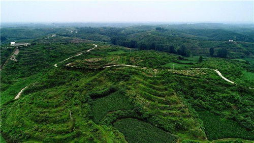 内乡县浩林果业：规模种植， 成就“中国核桃之乡”