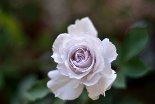 月季之美， 源于日本育种家之手