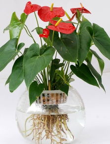 施肥周期，掌握时间点