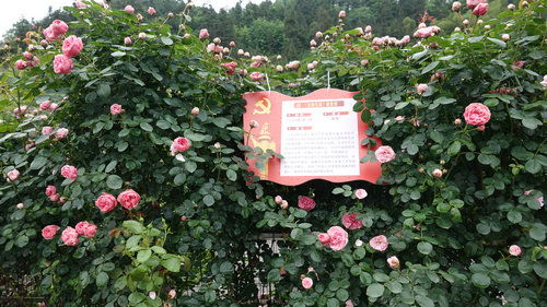 28种月季， 每种dou有它的故事