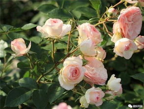 月季根系的秘密， 揭秘花盆的大小选择