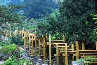 立体种植：香榧加铁皮石斛