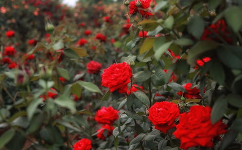 月季花的美与意义