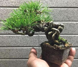 黑松盆景换盆小记