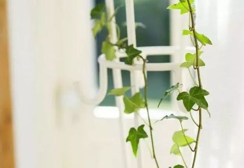 广东台风季种植藤蔓植物的秘诀大公开