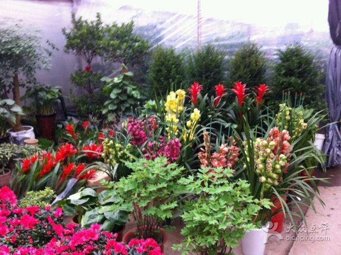 金陵花卉交易市场：花卉爱好者的天堂