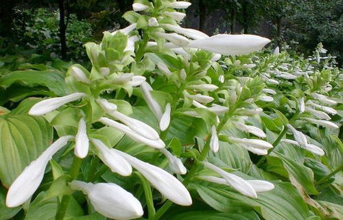 玉簪花叶子：神奇的药用宝库