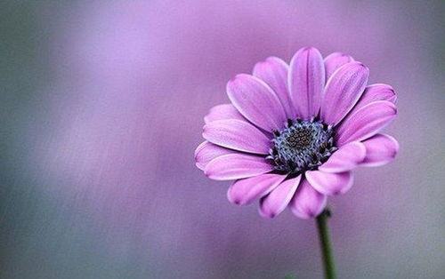 向日葵：阳光、 健康、活力