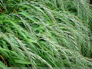 个人观点：嫩换成钞票的才是好草种