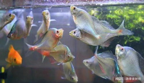 鲷鱼人工繁殖技术，涉及亲鱼选择、繁殖管理及幼鱼培育等环节