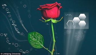 玫瑰花种植时如何进行科学管理，确保其健康生长和花朵繁盛