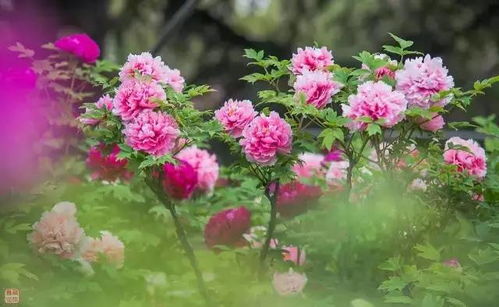 金丝牡丹花娇艳欲滴，你见过它绽放的瞬间吗