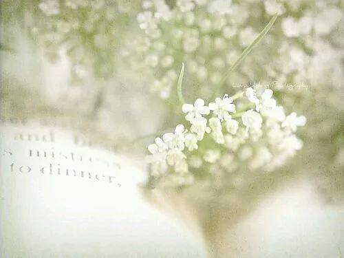 “好养活！学会这招，满天星花开不败~”