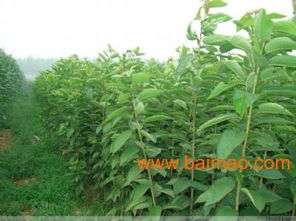 哪家苗木供应商口碑好，价格实惠？