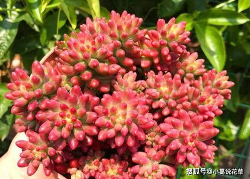 实战经验：我的种植心得