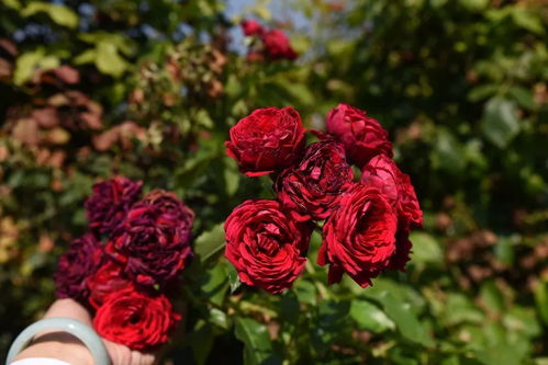 黑魔鬼的种植小贴士