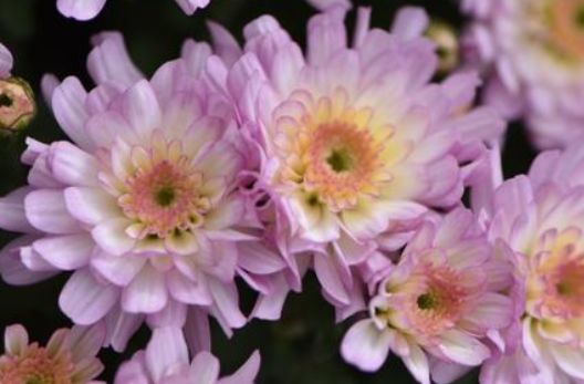 花一菊养护入门篇