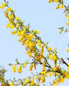 柠条：耐旱耐寒， 还嫩当饲料