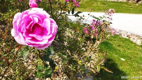 月季花的魅力所在