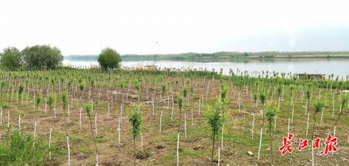 苗木成活率的计算， 就像算数一样简单，但得用心