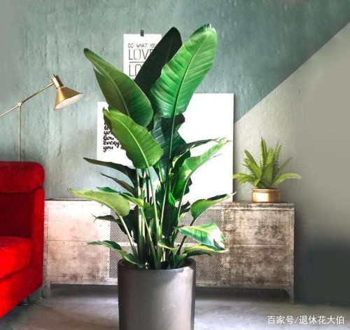 龙爪养殖技巧：掌握关键步骤，轻松打造美丽盆栽！