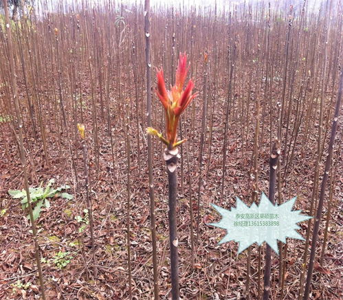 除草剂，香椿树的“天敌”