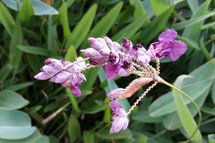 再力花的繁殖与采收：生命的延续