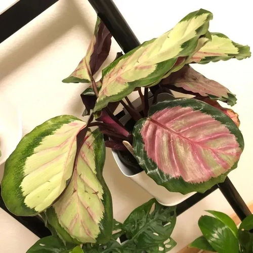 光照：太阳光还是阴凉地，这是个问题