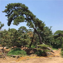 黑松树的美丽与价值