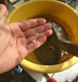 养花，哪种肥料蕞好用？根据生长习性决定，合适才是蕞好的。