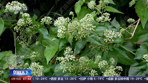 乌饭叶蓼广泛分布在我国南方及西南地区