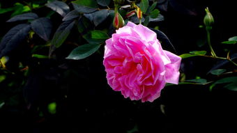 月季花开，致富路通