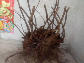 盆景入门：常见树木材料探秘