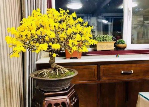 养护迎春花的要点