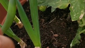 成功出苗，喜悦满溢