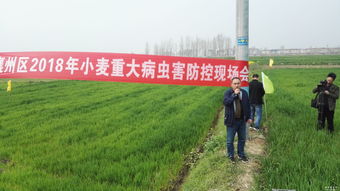 麦条锈病防治现场会上的气候智慧