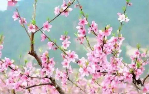 揭秘桃树花果盛放之谜：探秘桃树的完美开花与结果周期