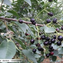 马哈利种子了解一下