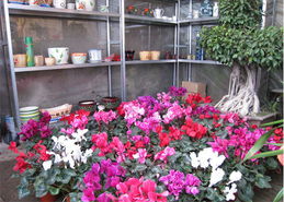 话说这苗木花卉信息网