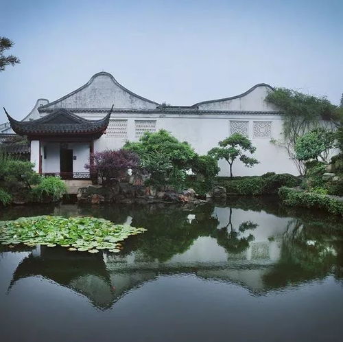 网师园：月季阳台三宝的和谐搭配