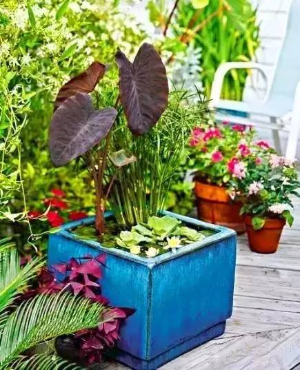 水生植物与鱼类共生