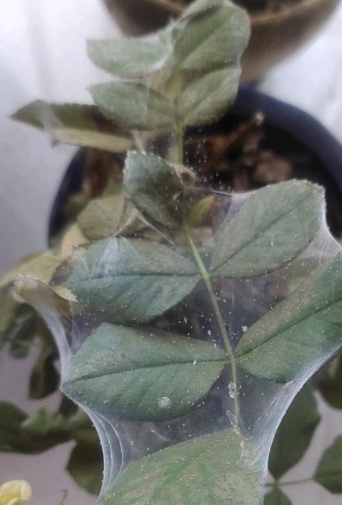 金满枝：性价比高， 效果不错