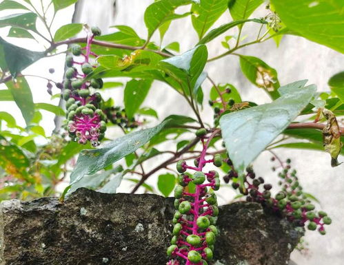 生物农药：绿色环保的选择