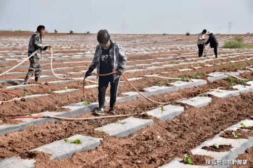 先说说得kan杂草啥样子