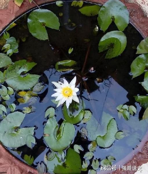 睡莲怎么养才能开花？