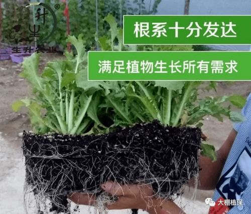 不同植物的土壤需求